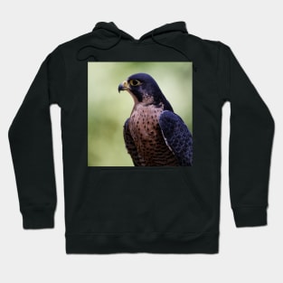 Peregrine Falcon Hoodie